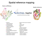 scArches now can map scRNAseq data to spatial references