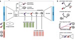 Compositional perturbation autoencoder for single-cell response modeling 